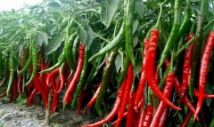 辣椒使用水溶肥的效果反饋 辣椒使用水溶肥的效果反饋